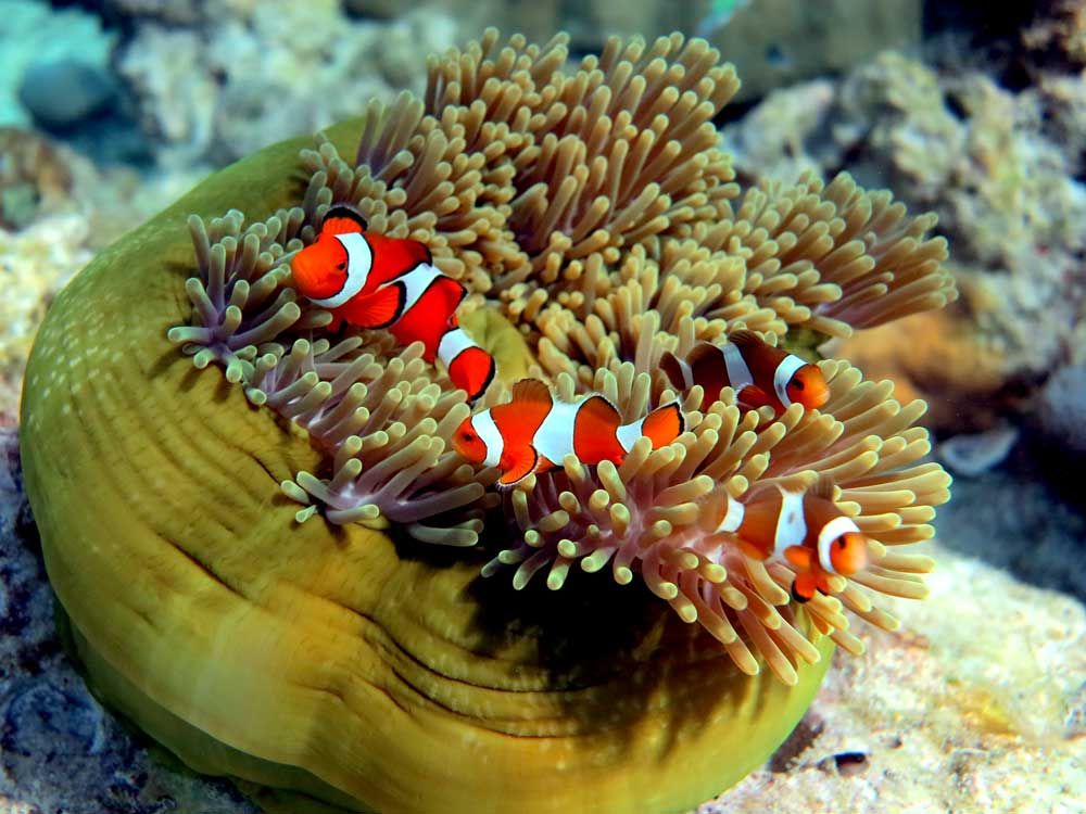 Navigating the Future: Coral Fish Hawaii and the Modern Aquarium Scene